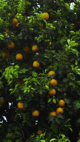 an orange is a fruit of various citrus species in the family rutaceae it primarily refers to citrus × sinensis, which is also called sweet orange