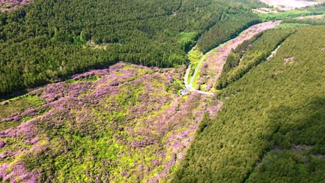 Ireland-Epic-locations-a-river-of-colour,-rhododendrons-in-full-bloom-in-The-Vee-beauty-spot-in-Tipperary-drone-landscape