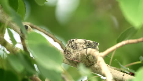 Close-Up-Hummingbird-in-nest-surrounded-by-blowing-branches