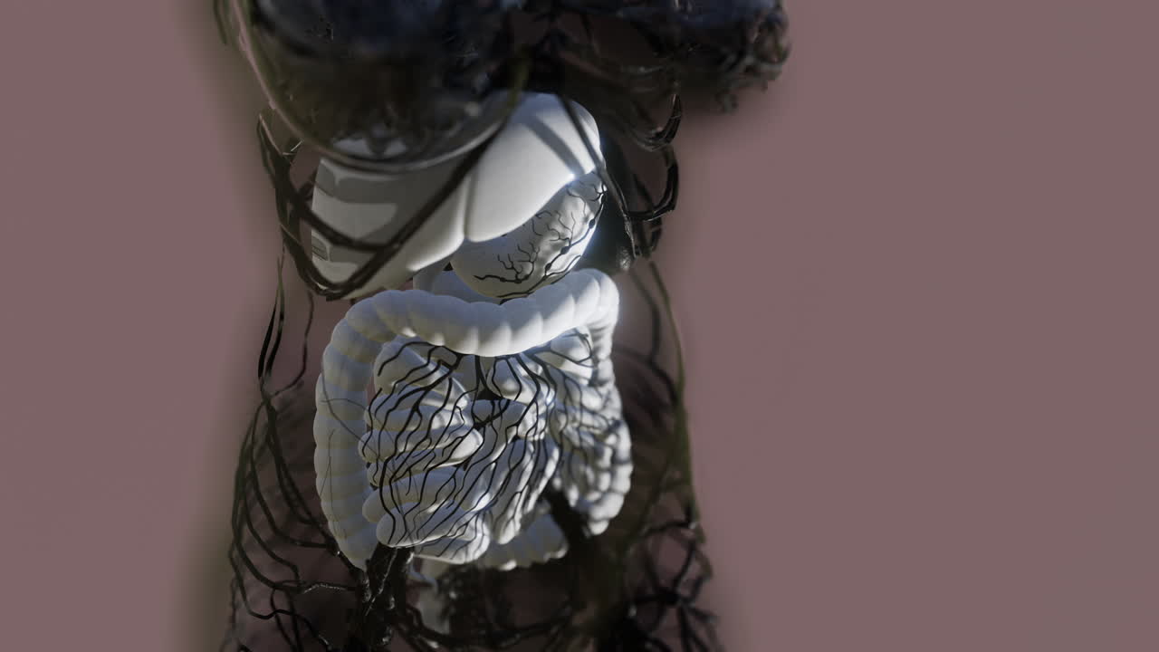 cuerpo humano transparente con sistema digestivo visible