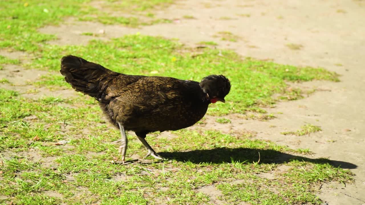 el video más divertido de un pollo con peinado afro y un lazo en el cuello caminando recogiendo el suelo en busca de gusanos en busca de comida sospechosa enfocada en encontrar algo para picar en cámara lenta