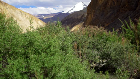 Tilt-down-shot-from-a-snowy-mountain-peak-in-the-distance-to-green-trees-and-bushes-in-a-valley