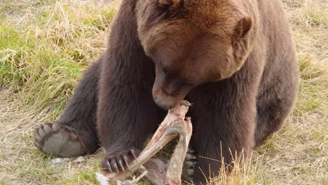 un gros ours brun de l'alaska grizzli mâche la viande d'un os