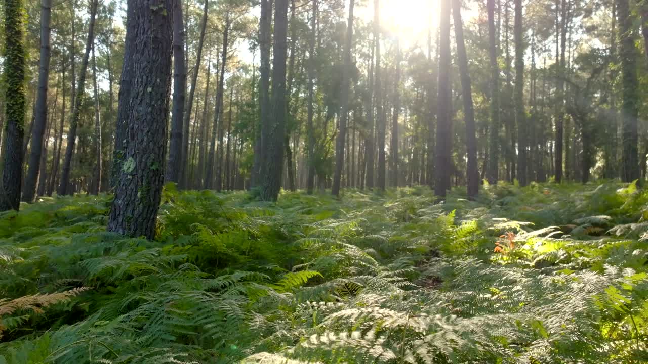 Felci e pini in una foresta, il sole splende tra i rami, ripreso con un drone che avanza a bassa quota.