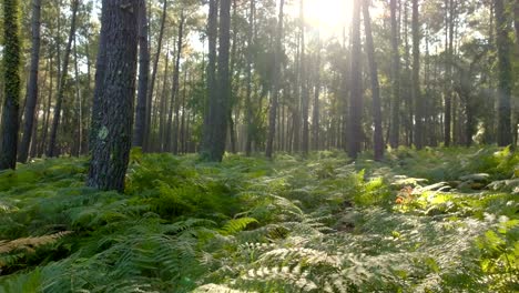 ferns and pine trees in a forest, the sun is shining between branches, filmed with a drone flying forward very low