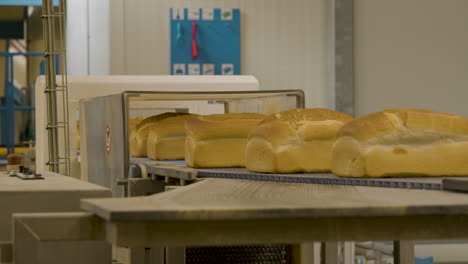 fresh loafs of white bread moving down a conveyor belt