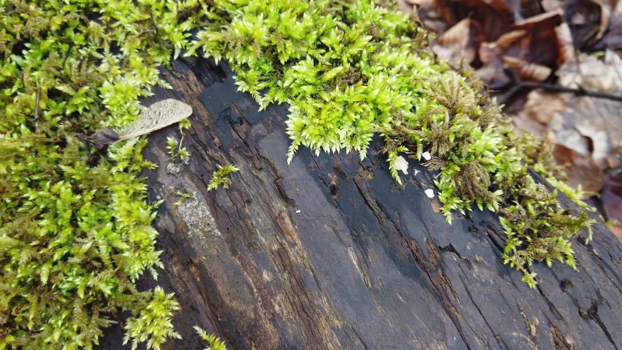 Corteccia del tronco d'albero coperta di muschio