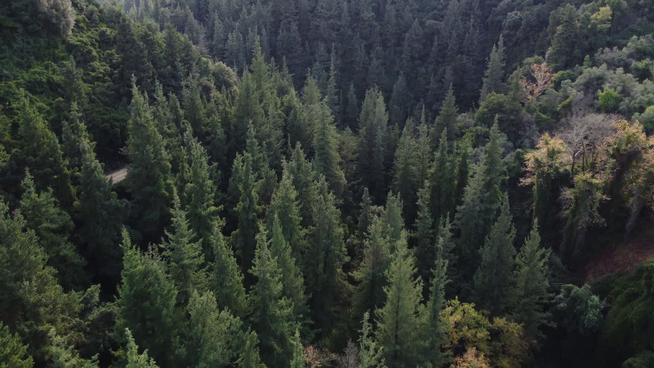 alberi nella splendida natura di montagna