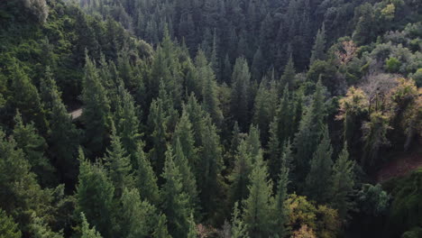 árboles en la hermosa naturaleza de montaña