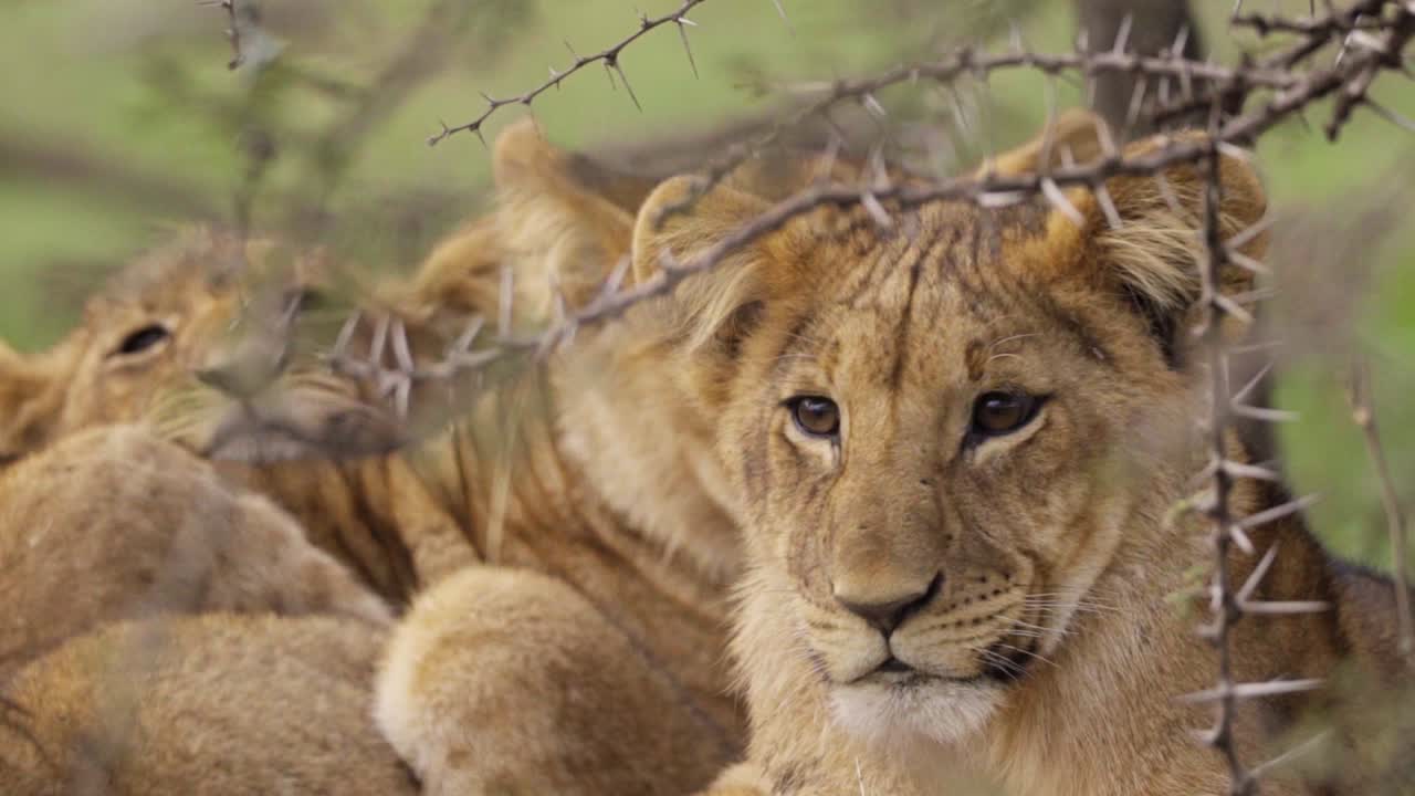 львята отдыхают в кустарнике 01