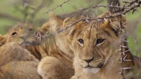 Lion-Cubs-Resting-in-Shrubland-01