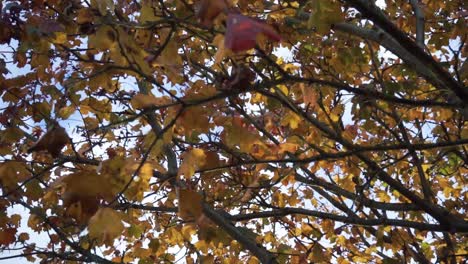 Looking-through-autumnal-foliage