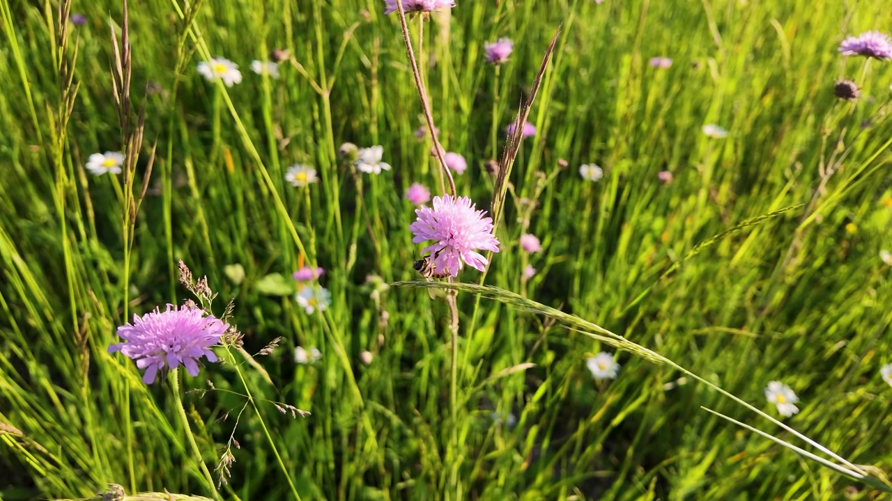 A honey bee collects nectar from pink clover flowers in a lush green summer field.