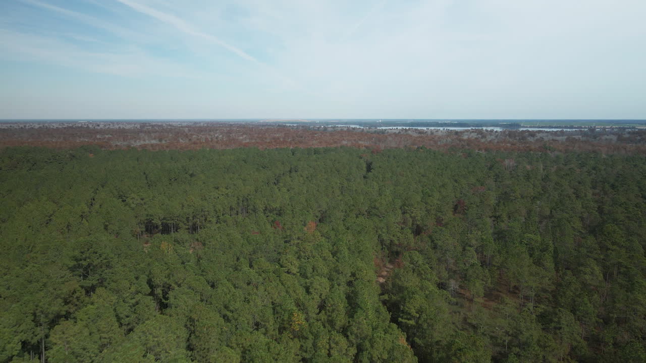 paisaje forestal denso sobrevuelo aéreo lento