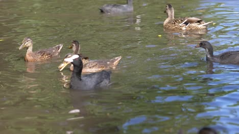 slow motion footage of ducks feeding in a pond