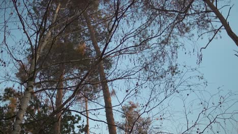 looking-up-at-birch-and-pine-trees-under-the-blue-sky-in-summer,-slow-motion