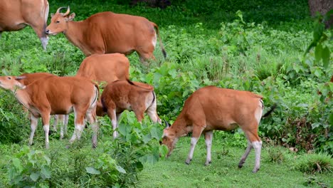 The-Banteng-or-Tembadau,-is-a-wild-cattle-found-in-the-Southeast-Asia-and-extinct-to-some-countries