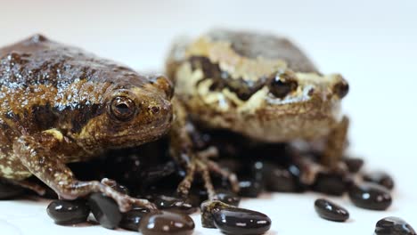 two frogs rest side by side on a white studio surface, surrounded by dark pebbles, with visible breathing motion under bright, even lighting