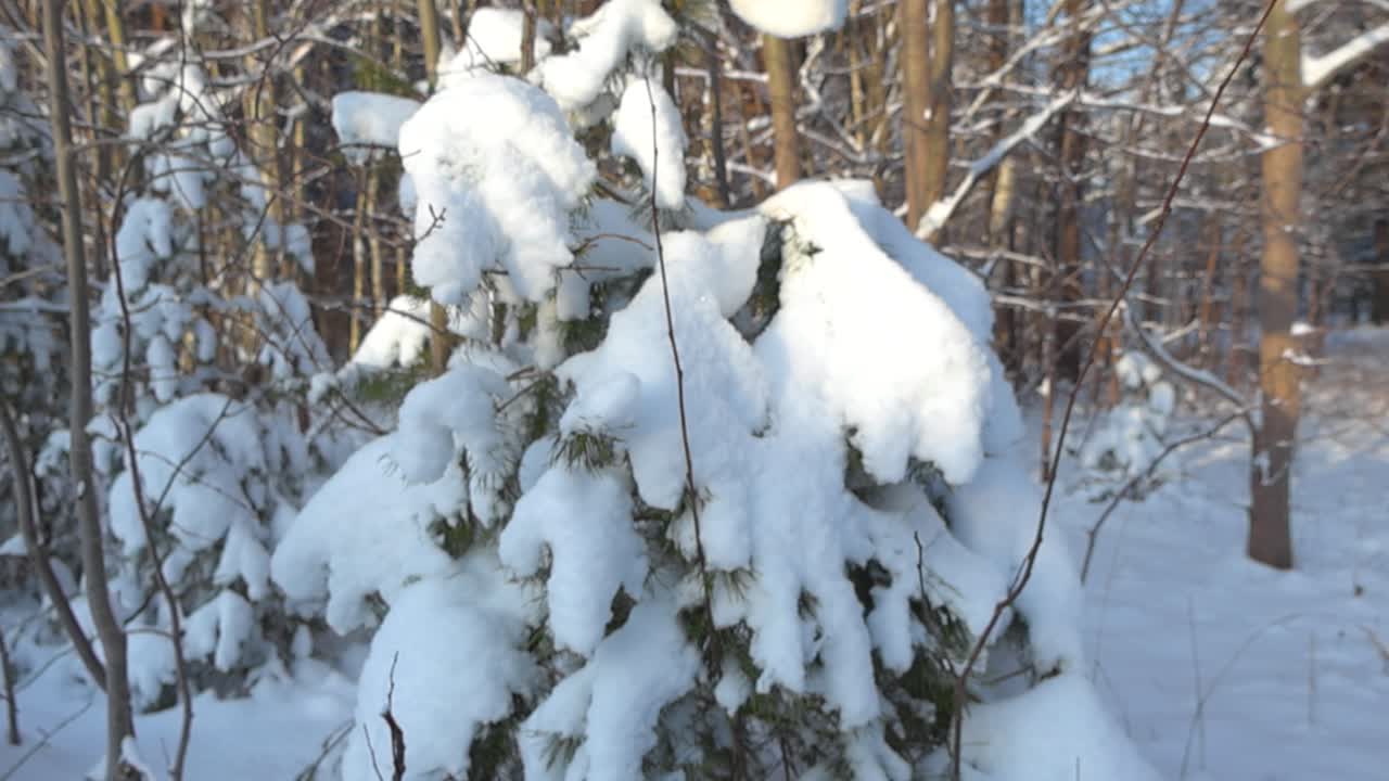 White fluffy and thick dense snow covering a small green pine or a spruce tree in a forest during winter time with out of focus trees in the background and the spruce tree is in focus. Sun is shining.