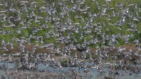 a huge flock flies away as the dog approaches in the background while others land right away after the fright, black-tailed godwit limosa limosa, thailand