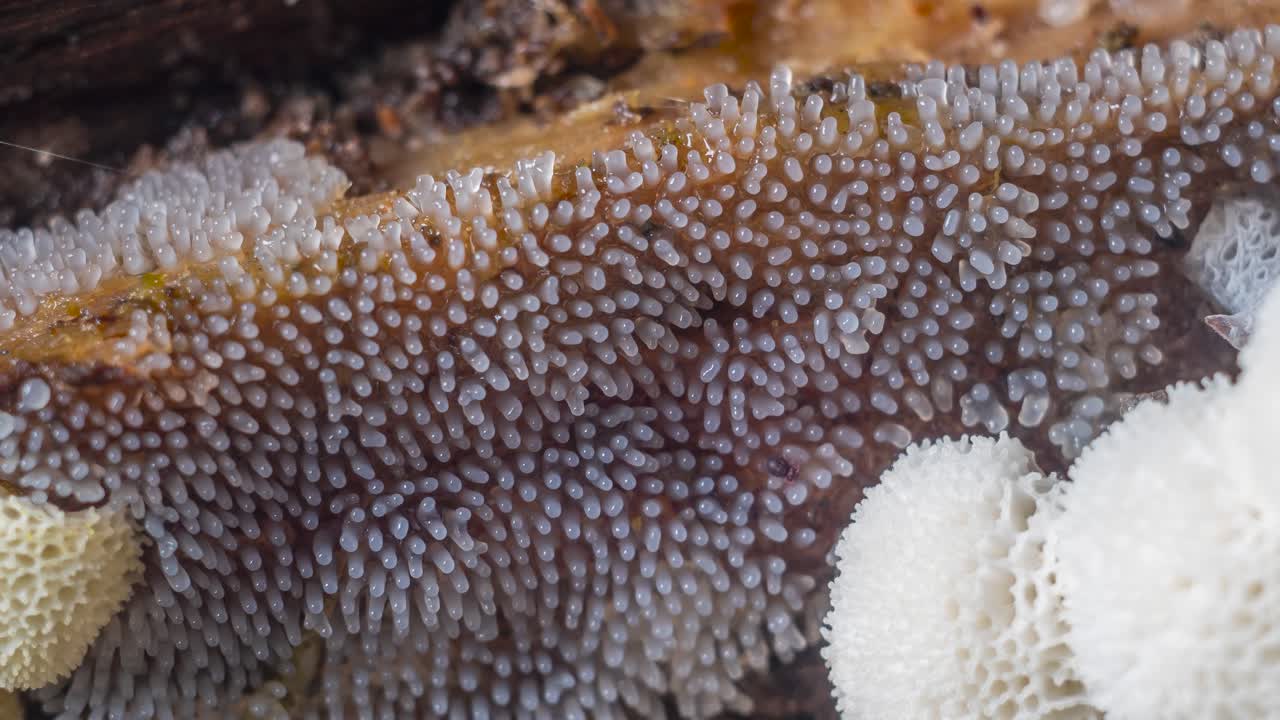 Slime mold Ceratiomyxa fruticulosa plasmodium pulsation and transformation into fruiting body