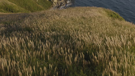 seaside coast line with big, steep cliffs, and beautiful inclined fields with high grass, on the sunset