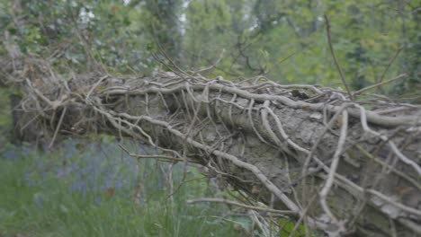 cámara lenta, dientes de león de árboles y campanillas en el bosque en primavera