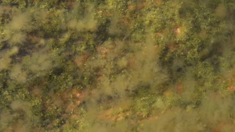 seaweed-seen-from-above-smooth-slow-motion