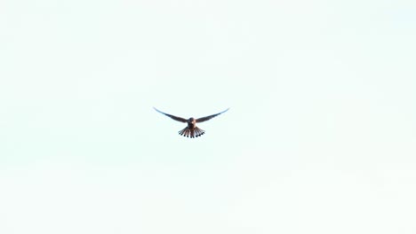 Sumpfohreule,-Die-Auf-Ameland-Gegen-Den-Klaren-Himmel-Fliegt