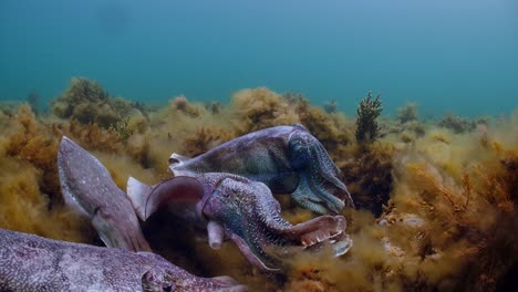 Riesige-Australische-Tintenfische-Sepia-Apama-Migration-Whyalla-Südaustralien-4k-Zeitlupe,-Paarung,-Eier-Legen,-Kämpfen,-Aggregation,-Unter-Wasser