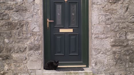 black cat looking at camera sitting on the step of a green door and brick wall