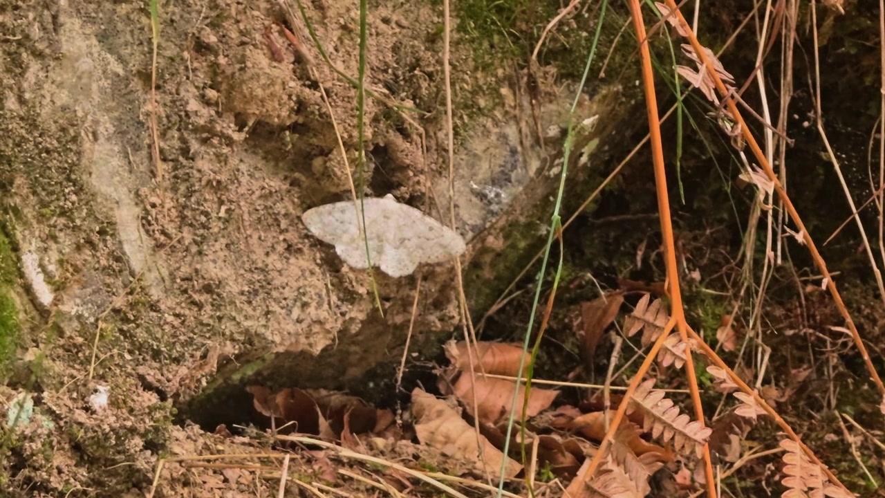 Macro view of a common white wave butterfly camouflaged on a mossy rock. The cabera pusaria moth perfectly blending with the texture of the stone