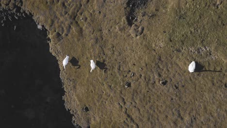 Top-down-aerial-of-three-swans-grazing-on-grass-field,-Iceland-wildlife