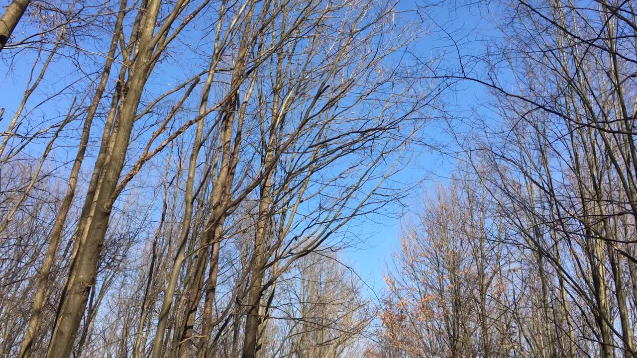 숲길을 걷다, 이른 봄 시즌