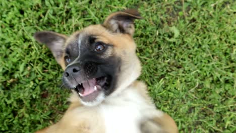 puppy playing in the grass