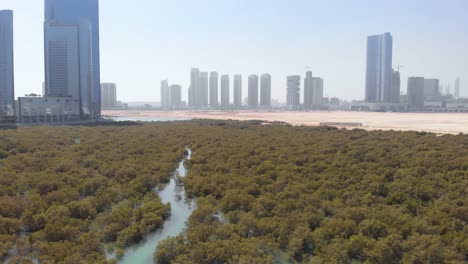 tilt down shot of al reem mangroves on sunny day