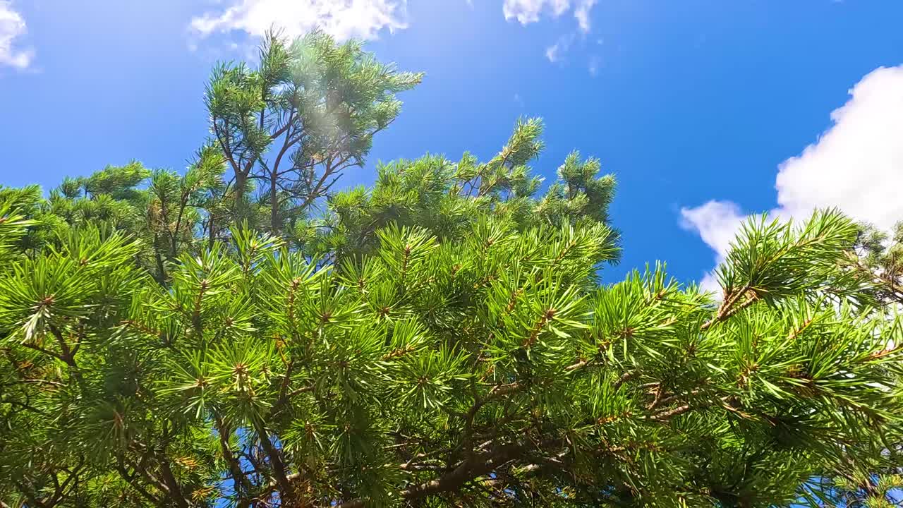 Lush green tree against a bright blue sky