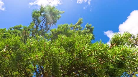 lush green tree against a bright blue sky