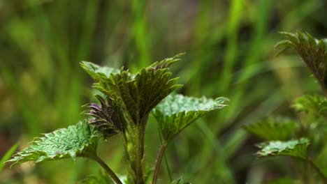 stinging nettle