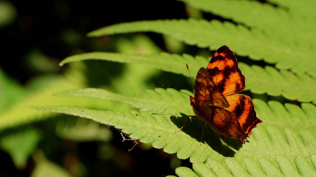 Un video de vida silvestre en tiempo real que muestra una mariposa Arlequín Común (Symbrenthia lilaea) descansando y tomando el sol sobre el fresco follaje verde de un helecho durante una tranquila mañana de invierno en Himachal Pradesh, India
