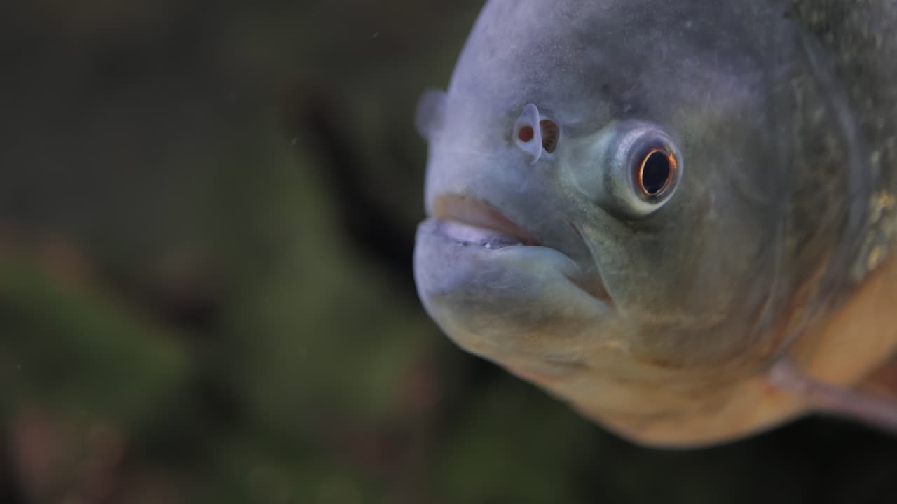 piranha - colossoma macropomum en primer plano.