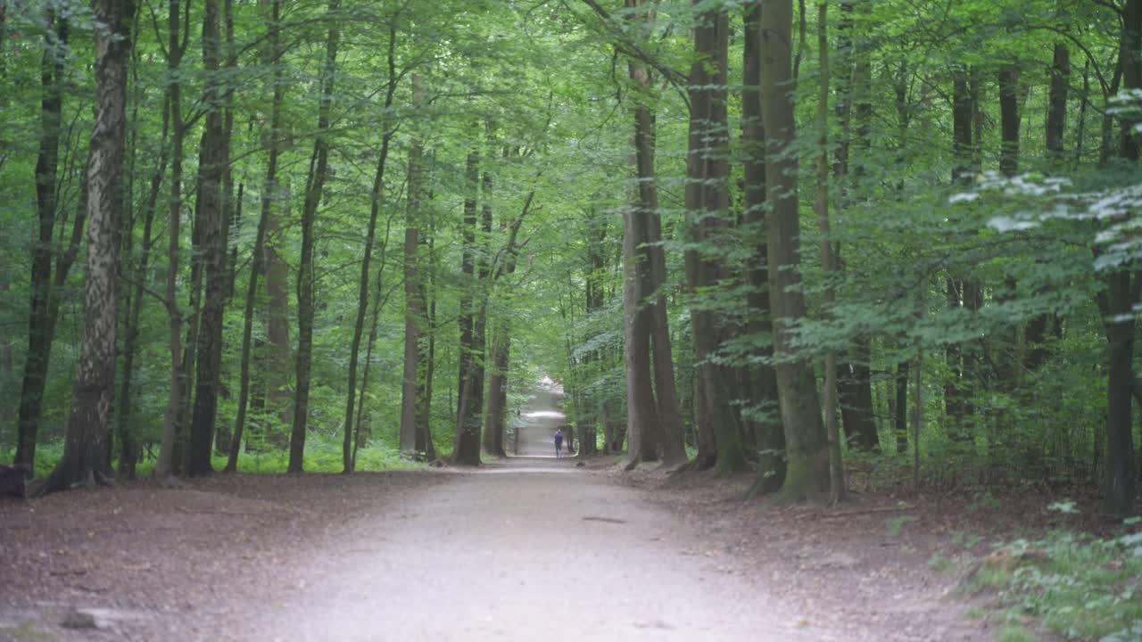 벨기에 브뤼셀의 공원 숲길, 멀리 있는 사람과 아침 산책