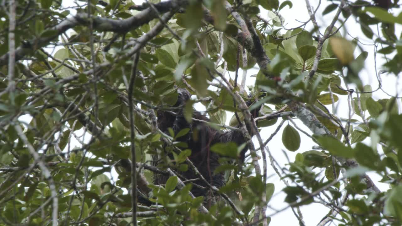 ленивец на дереве