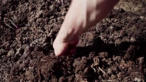 planting root crop in soil using garden hoe and cultivator hand tiller