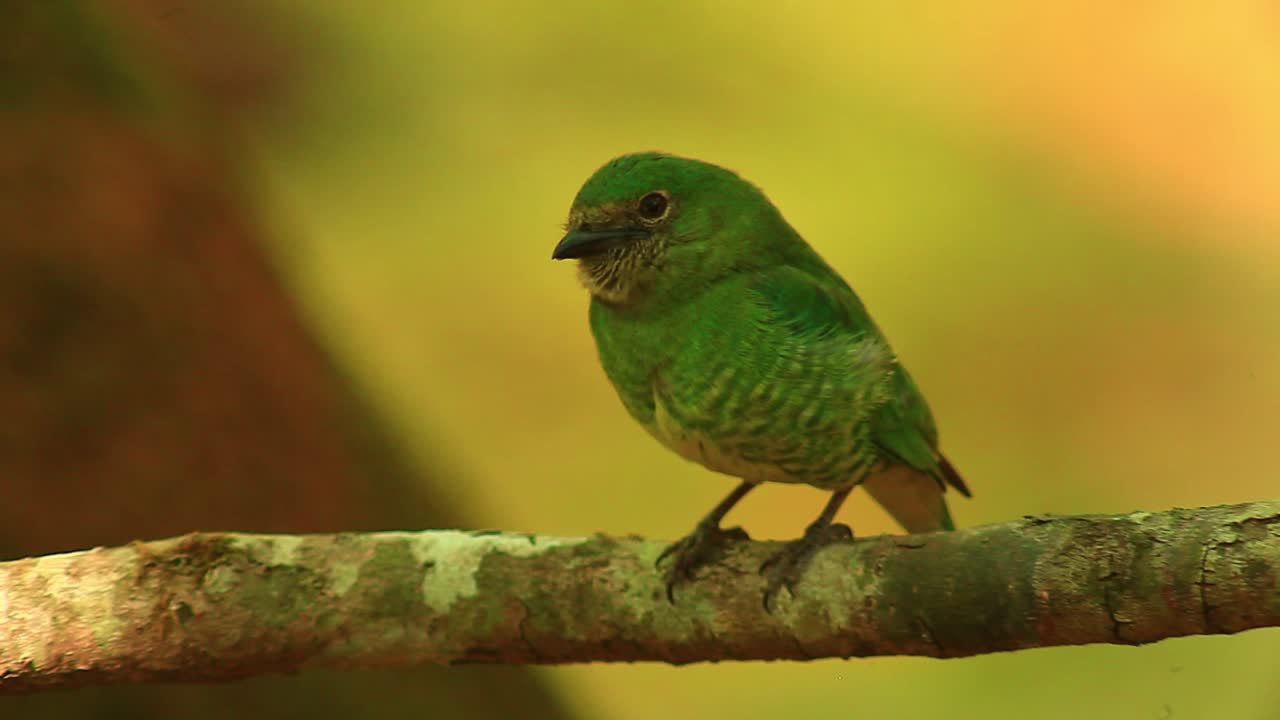 observante dacnis verde pequeño pájaro siendo molesto