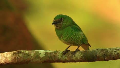 Observador-Verde-Dacnis-Pequeño-Pájaro-Siendo-Molesto