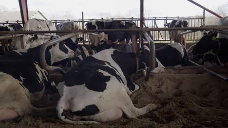 Moderne-Bauernscheune-Mit-Melkkühen,-Die-Heukühe-Im-Kuhstall-Fressen,-Kälberfütterung-Auf-Dem-Bauernhof,-Landwirtschaftsindustrie