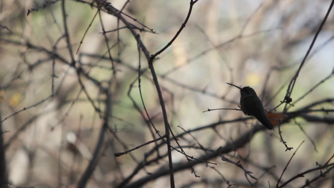 the silhouette of a hummingbird sitting on a branch taking rest