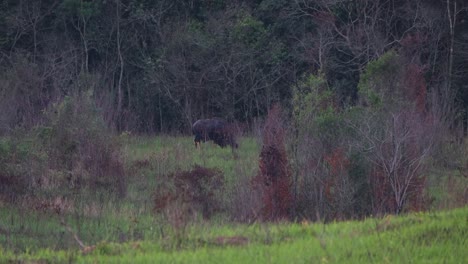 Ein-Riesiges-Individuum,-Das-Sich-Beim-Grasen-Kurz-Vor-Einbruch-Der-Dunkelheit-Nach-Rechts-Bewegt,-Gaur-Bos-Gaurus-Khao-Yai,-Thailand