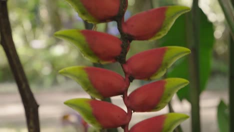 close-up of a red and green tropical flower